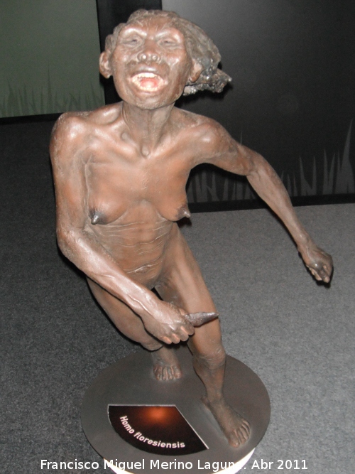 Homo floresiensis - Homo floresiensis. 