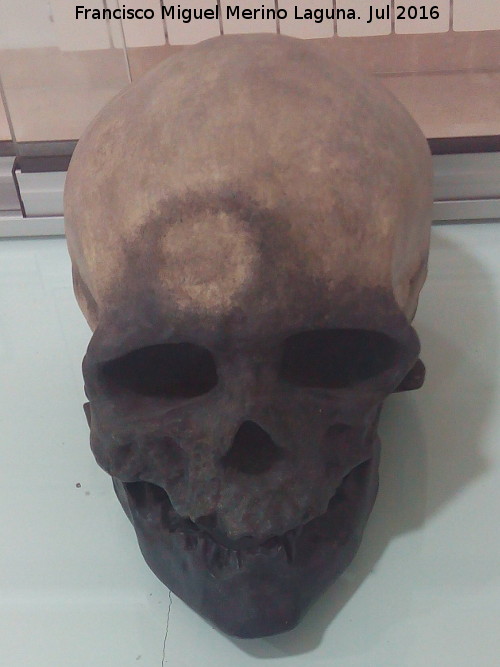 Homo sapiens - Homo sapiens. Cueva de las Ventanas - Par. Museo de Par