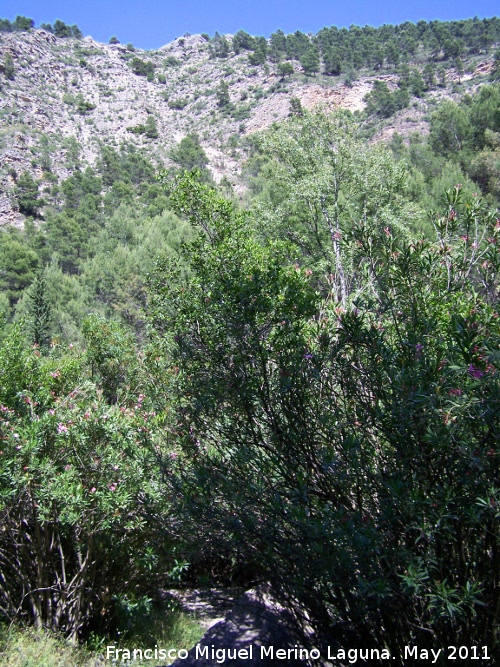 Sendero Adelfal de Cuadros - Sendero Adelfal de Cuadros. 