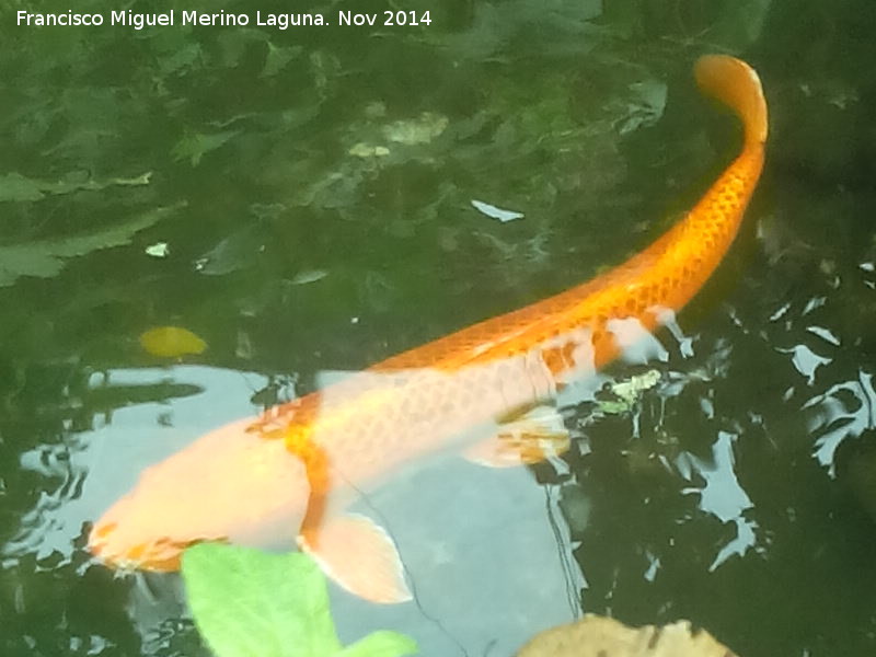 Pez Koi - Pez Koi. Parque de las Ciencias - Granada