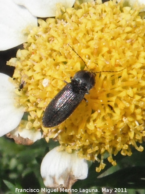 Escarabajo bupréstido - Escarabajo bupréstido. Cerro de los Lirios - Jaén