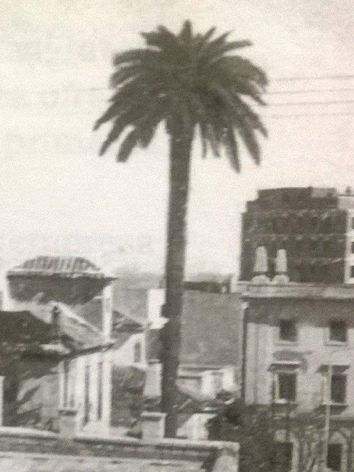 Palmera del Rey Alhamar - Palmera del Rey Alhamar. Foto antigua