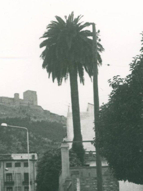 Palmera del Rey Alhamar - Palmera del Rey Alhamar. Foto antigua