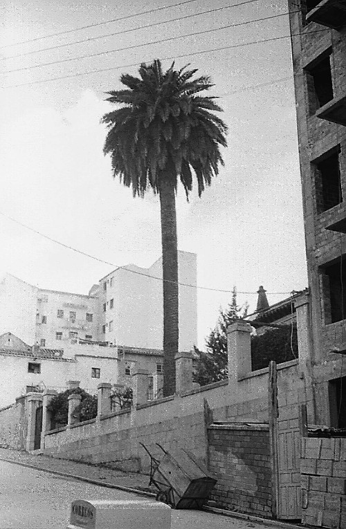 Palmera del Rey Alhamar - Palmera del Rey Alhamar. Foto antigua