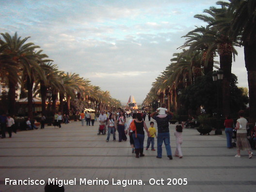 Paseo de las Palmeras - Paseo de las Palmeras. 