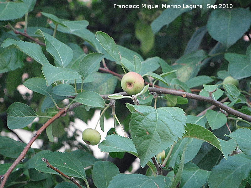 Manzano de flor - Manzano de flor. San Martn de la Vega