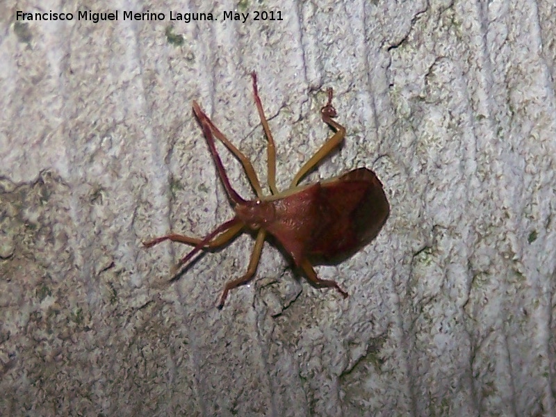 Chinche Haploprocta - Chinche Haploprocta. Nacimiento - Los Villares