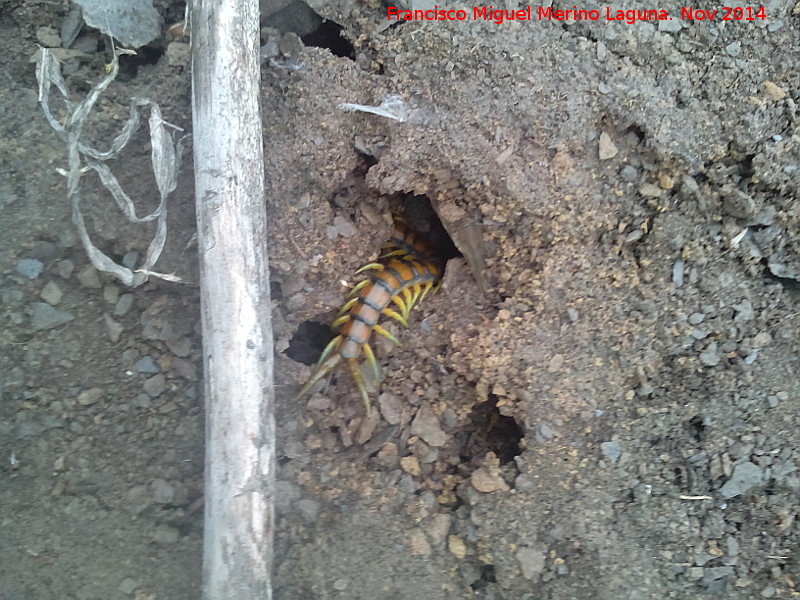 Escolopendra - Escolopendra. La Carnicera - Castellar