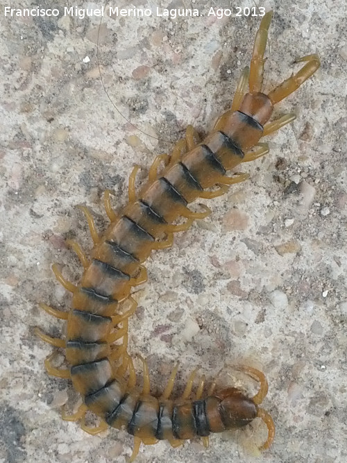 Escolopendra - Escolopendra. Prado Maguillo - Santiago Pontones