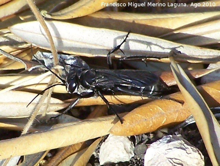 Avispa negra - Avispa negra. Espinareda - Segura de la Sierra