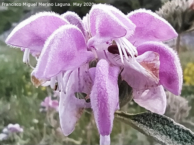 Matagallo - Matagallo. Flores. La Veleta - Los Villares