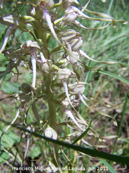 Orqudea del lagarto - Orqudea del lagarto. La Hoya - Jan