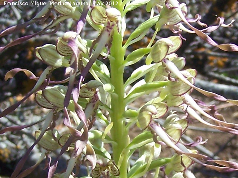 Orqudea del lagarto - Orqudea del lagarto. Tajos de San Marcos - Alcal la Real