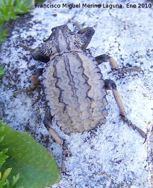 Gorgojo Brachycerus - Gorgojo Brachycerus. Otiar - Jan