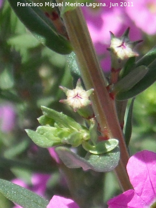 Salicaria menor - Salicaria menor. Baos de la Salvadora - Jamilena