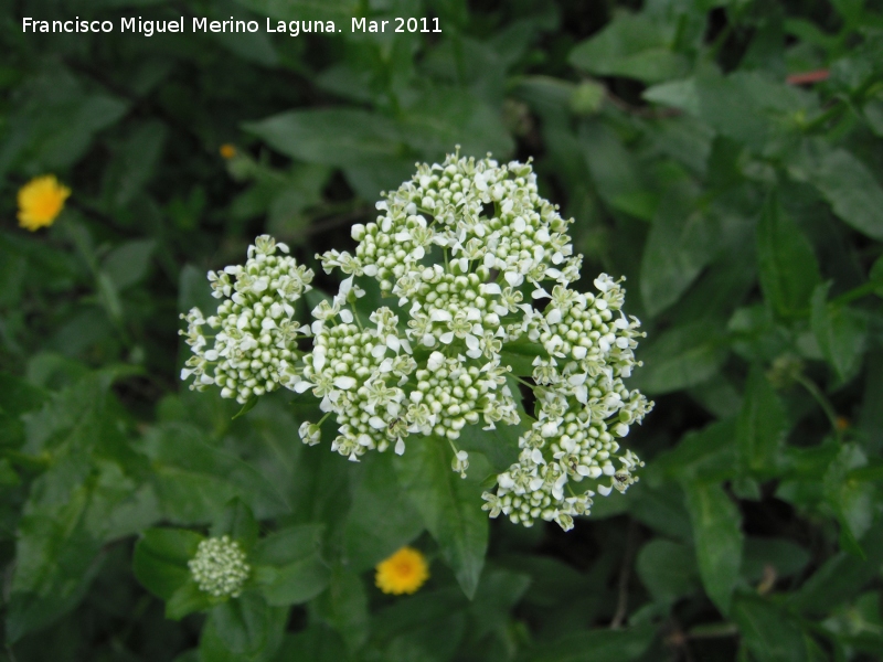 Draba - Draba. La Juca - Jan