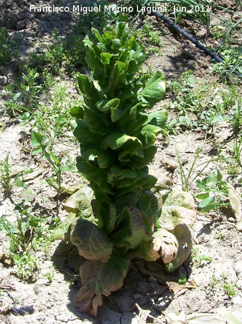 Lechuga romana - Lechuga romana. Dejada crecer para simiente. Los Villares