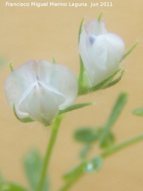 Lenteja - Lenteja. Flor. Los Villares