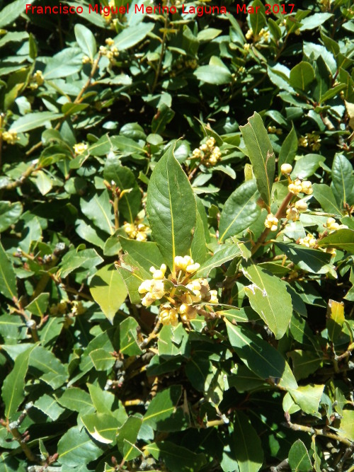 Laurel - Laurel. Flor del Laurel del Hospital de Santiago - beda