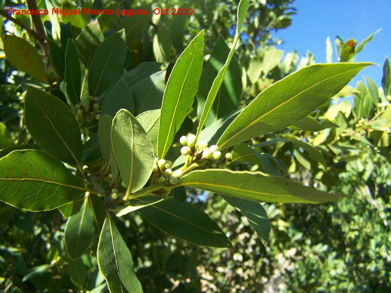 Laurel - Laurel. Los Villares