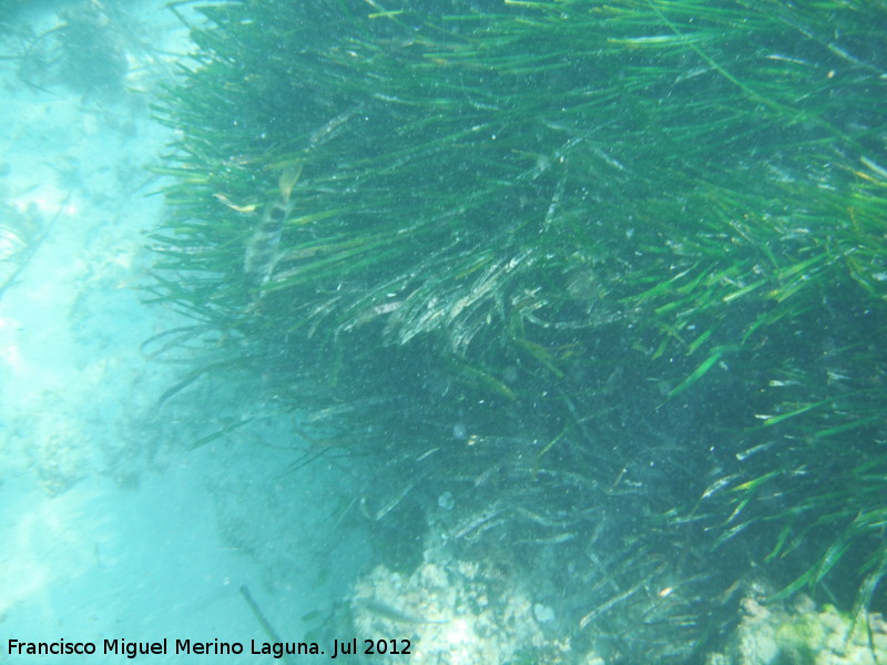 Posidonia - Posidonia. Isla de Tabarca - Alicante