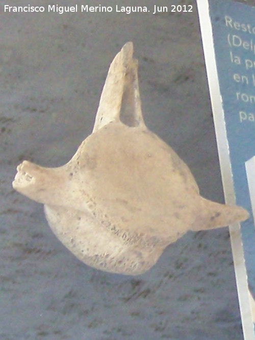 Delfn mular - Delfn mular. Vrtebra encontrada en la Puerta Califal (Ceuta). poca romana altoimperial siglo I d.C.