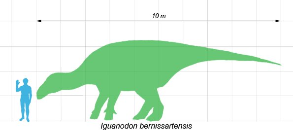 Iguanodón - Iguanodón. Comparación con el hombre. Wikipedia