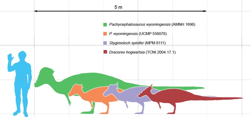 Paquicefalosaurio - Paquicefalosaurio. Comparación con el hombre. Wikipedia