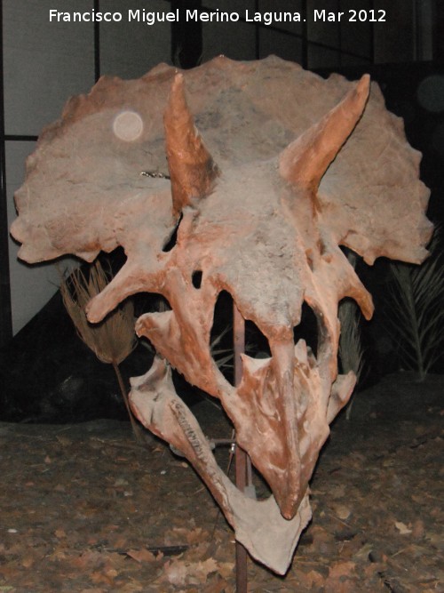 Triceratops - Triceratops. Crneo