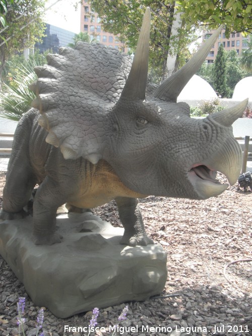 Triceratops - Triceratops. Valencia