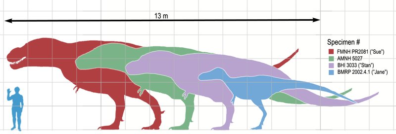 Tiranosaurio - Tiranosaurio. Comparacin con el hombre. Wikipedia