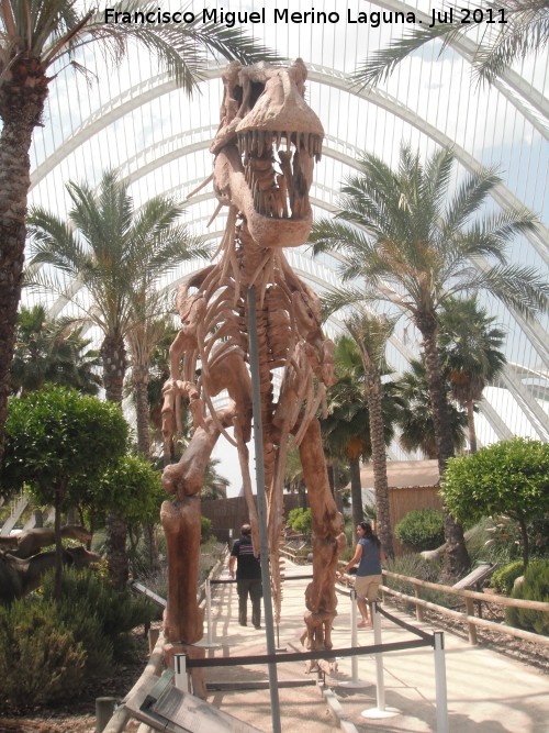 Tiranosaurio - Tiranosaurio. Valencia