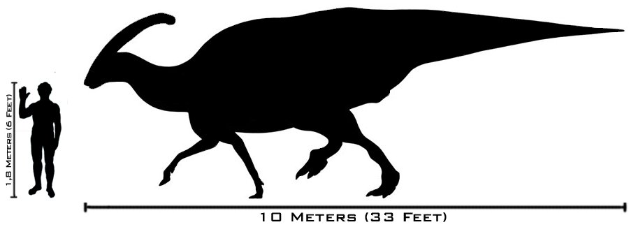 Parasaurolofo - Parasaurolofo. Comparacin con el hombre. Wikipedia