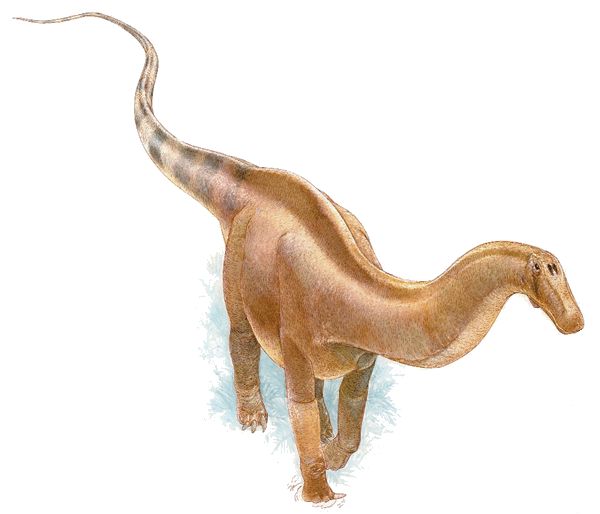 Apatosaurio - Apatosaurio. 