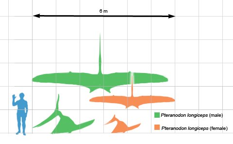 Pteranodon - Pteranodon. Comparacin con el hombre. Wikipedia