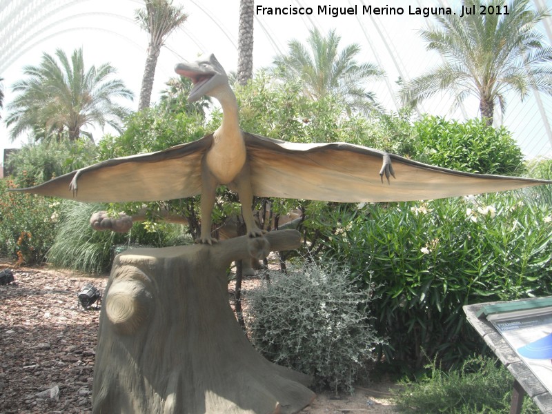 Pteranodon - Pteranodon. Valencia