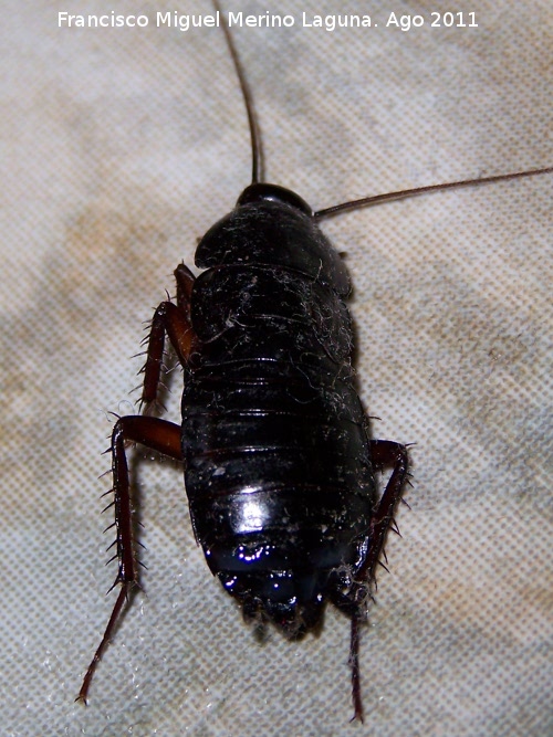 Cucaracha - Cucaracha. Navas de San Juan