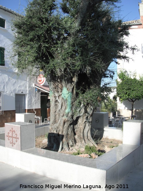 Olivo de Santiago de Calatrava - Olivo de Santiago de Calatrava. 