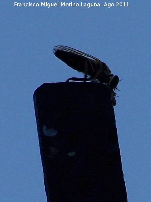 Mosca cabroniforme - Mosca cabroniforme. Los Anchos - Santiago Pontones