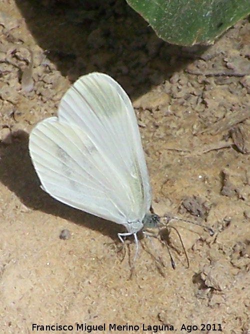 Mariposa blanca esbelta - Mariposa blanca esbelta. Prado Maguillo - Santiago Pontones
