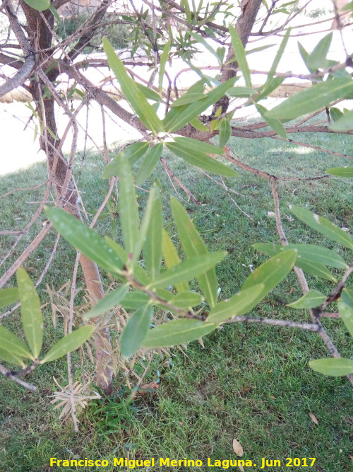 Labirnago - Labirnago. Hojas. Parque del Seminario - Jan