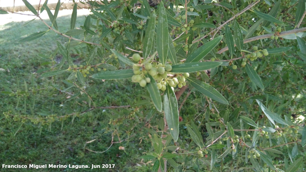 Labirnago - Labirnago. Fruto. Parque del Seminario - Jan