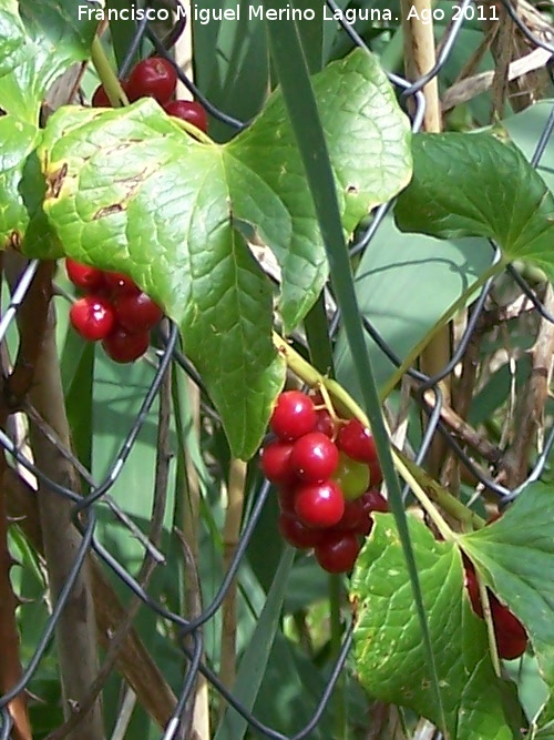 Grosellero - Grosellero. Pea del Olivar - Siles