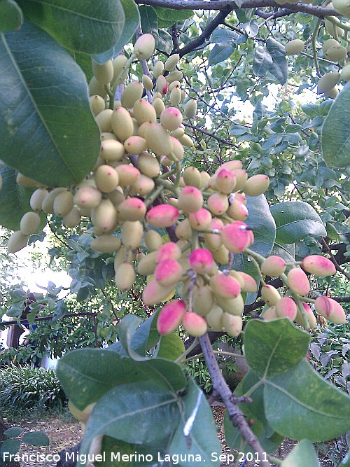 Pistachero - Pistachero. Los Villares