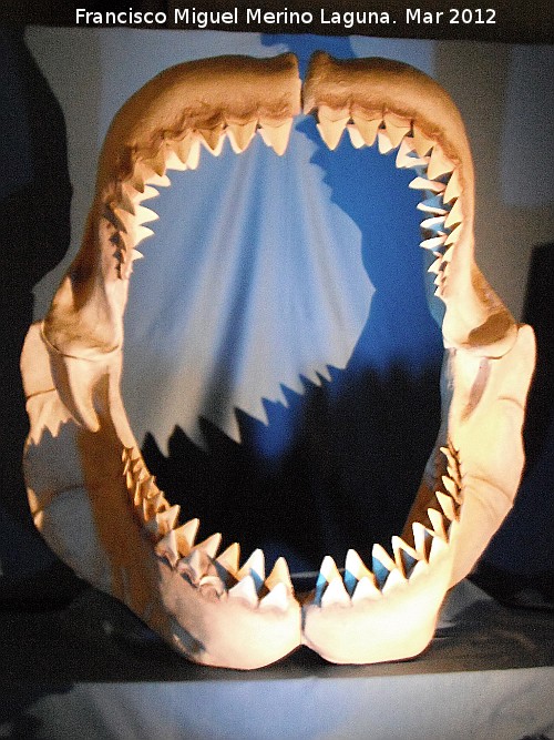 Tiburón Megalodón - Tiburón Megalodón. Dentadura