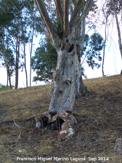 Eucalipto - Eucalipto. La Lancha - Andjar