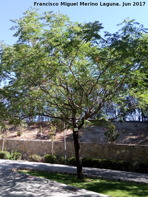 Lila de Persia - Lila de Persia. Parque del Seminario - Jan
