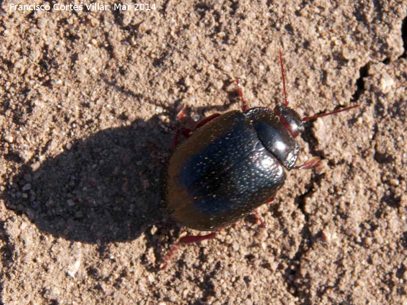 Escarabajo Chrysolina bankii - Escarabajo Chrysolina bankii. Giribaile - Vilches