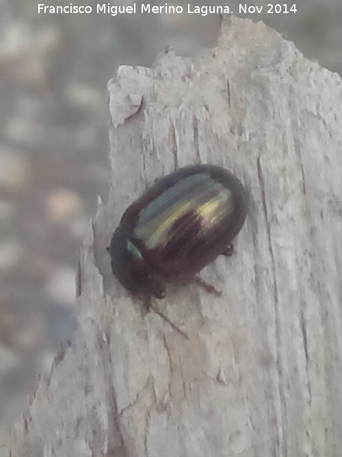 Escarabajo Chrysolina bankii - Escarabajo Chrysolina bankii. La Carnicera - Santisteban del Puerto