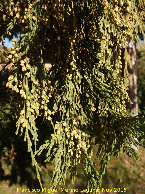 Cedro de incienso - Cedro de incienso. Hojas